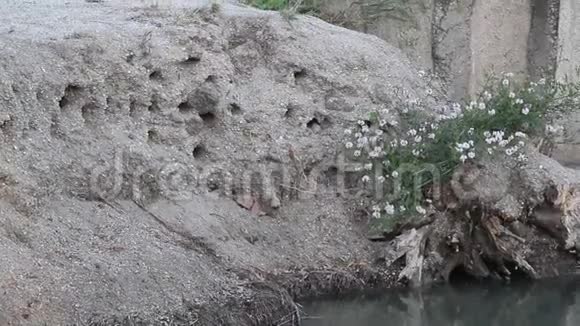 沙马带着它们的巢穴在陡峭的河岸附近飞行视频的预览图