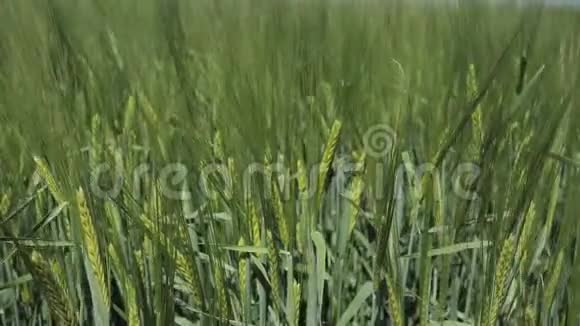 背景有机绿色未成熟小麦大穗在除草剂和化肥处理前视频的预览图