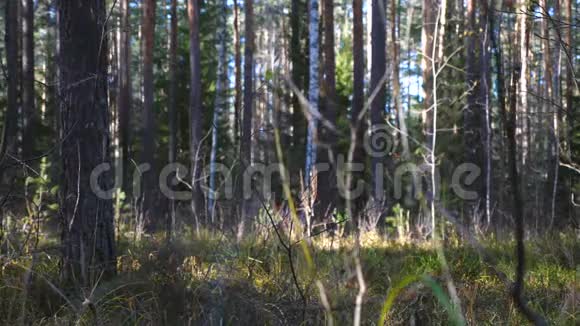 年轻苗条的女人带着一只野狗在森林里散步视频的预览图