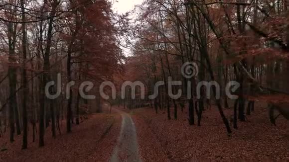 穿过秋天的森林无人机镜头视频的预览图