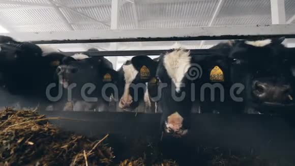 黑白牛吃干草关门视频的预览图