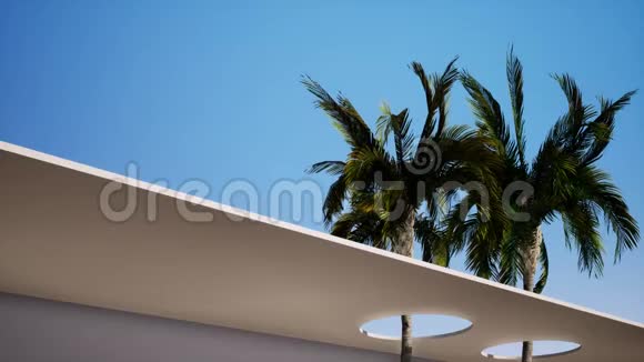 两棵大棕榈树的背景是蓝天视频的预览图