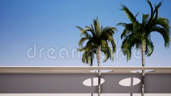 两棵大棕榈树的背景是蓝天视频的预览图