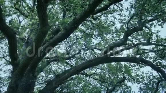 刮风的傍晚大树枝视频的预览图