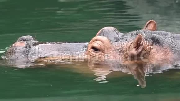 慢动作特写河马在湖中洗澡大自然野生动物视频的预览图