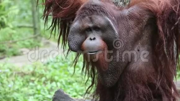 一只猩猩Pongopygmaeus表情快乐视频的预览图
