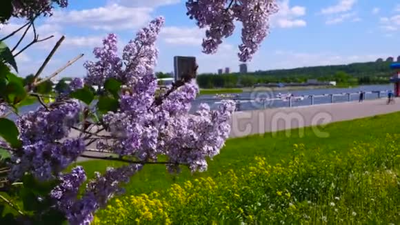 公园里的粉红色紫丁香俯瞰着这条河视频的预览图