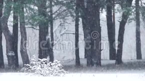 雪在松树树干的背景下缓慢地落下冬天降雪时的松林视频的预览图
