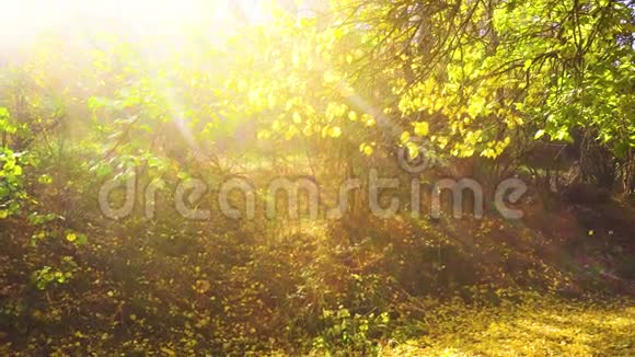 灿烂的阳光穿过树冠视频的预览图