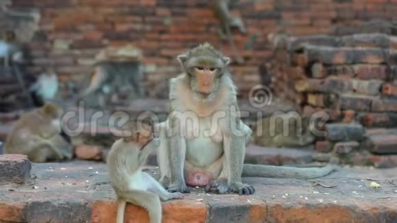 白天在泰国洛普布里市的一个寺庙里野生猴子视频的预览图