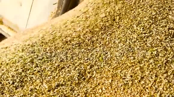 麦粒堆收拢视频的预览图