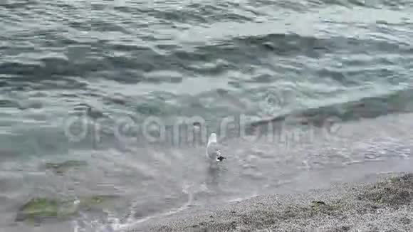 黑海岸边的海鸥视频的预览图