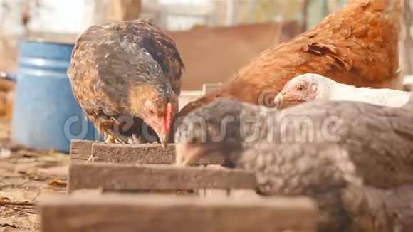 鸡吃饲料中的谷物慢动作特写视频的预览图