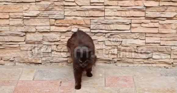 黑猫在建筑墙前伸展视频的预览图