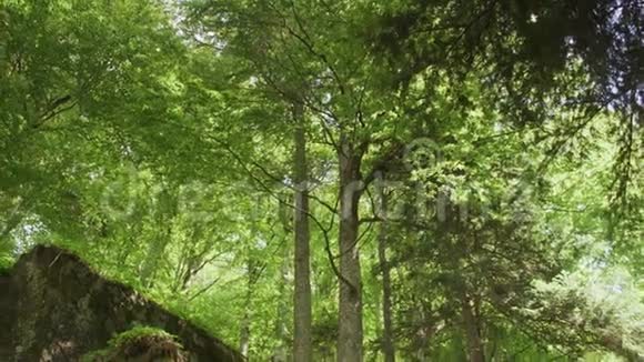 一座高森林山的录像盘Kozhuv视频的预览图