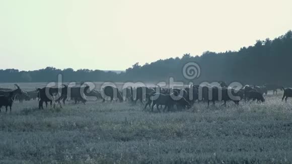日落时田野里的山羊群视频的预览图