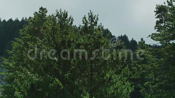 洛奇在森林山佩利斯特的环境视频的预览图