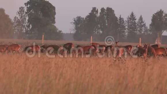 牧养在牧场上的雄鹿和雌鹿全景4K视频的预览图