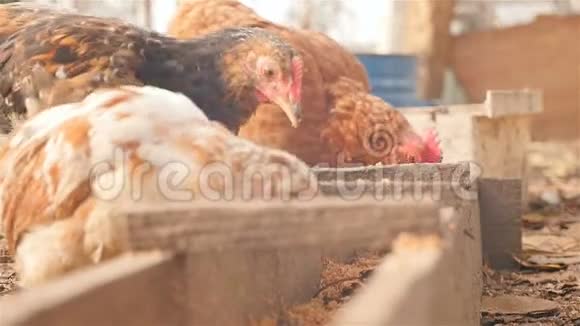 鸡在户外吃食物特写镜头慢动作视频的预览图