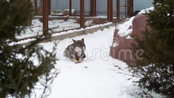 美丽的灰狼躺在动物园的雪地里视频的预览图
