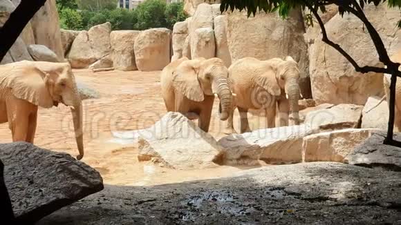 非洲大象走在大石头和岩石之间的动物园视频的预览图
