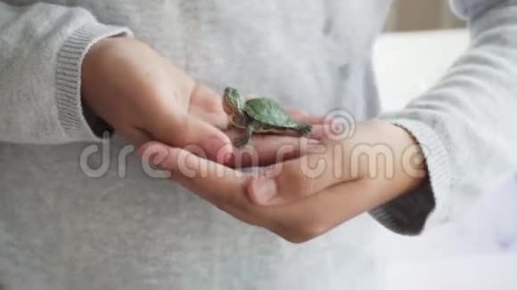 小孩手里拿着一只小绿海龟视频的预览图
