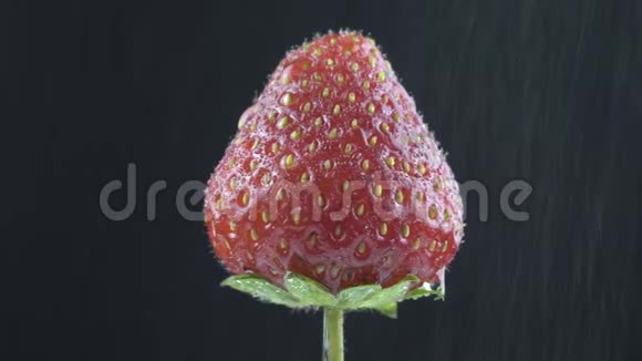 美味的草莓在水滴下旋转在黑色背景上视频的预览图