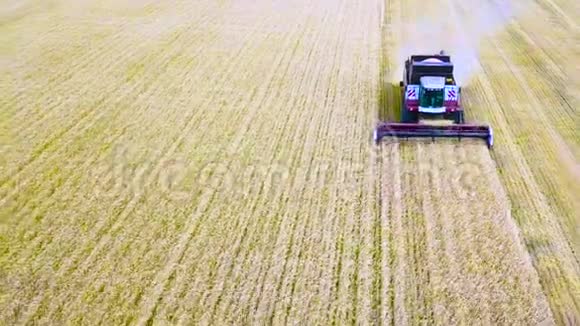 鸟瞰结合收割机收集小麦在日落收获粮田作物季节美丽的自然空中视频的预览图