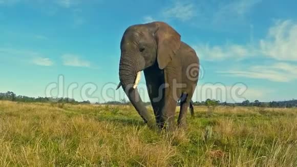 草原上的非洲象视频的预览图