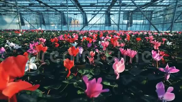 宽敞的温室有许多鲜艳的花朵视频的预览图