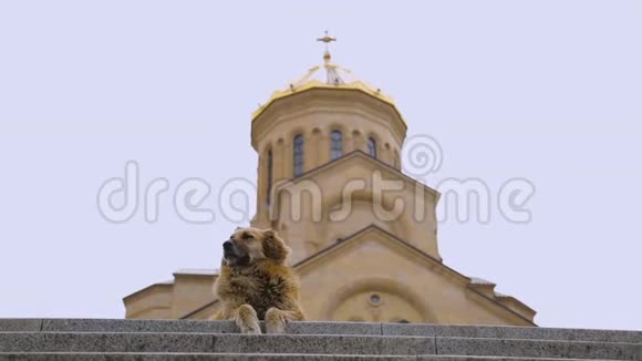无家可归的狗坐在教堂背景下慈善理念仁爱视频的预览图