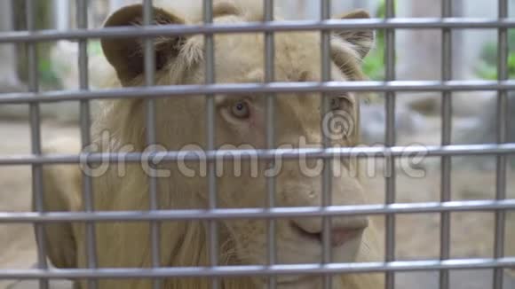 活狮子爪子监禁的概念快关门孤独的狮子在笼子里视频的预览图