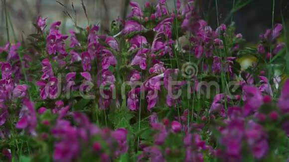 粉嫩的香花开在苍茫的高山上佩利斯特视频的预览图