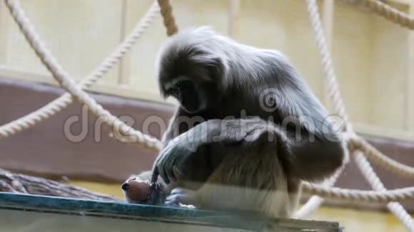 白手长臂猿在室内吃鸡蛋视频的预览图