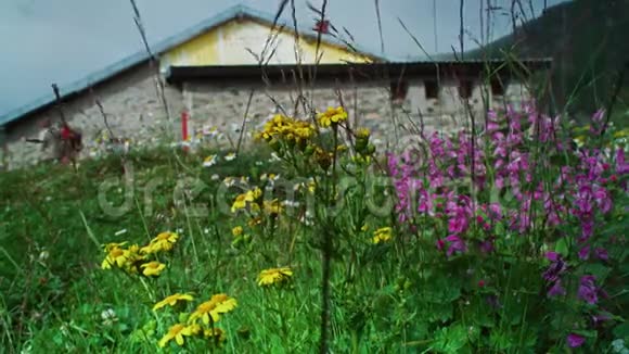 黄色和粉红色的花在宽阔的日山上佩利斯特视频的预览图