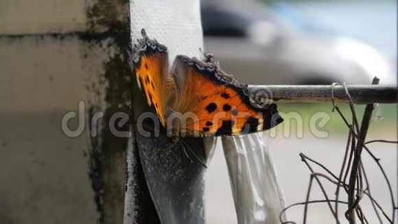 一只蝴蝶坐在城市的水泥栅栏上一辆车在后台经过视频的预览图