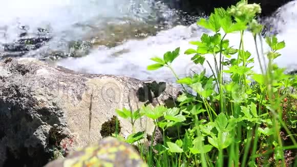 在溪流中流淌的水和植物视频的预览图