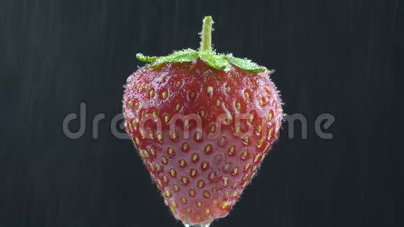 美味的草莓在水滴下旋转在黑色背景上视频的预览图
