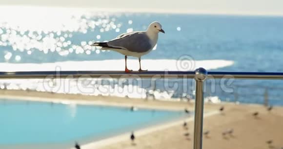 海滩上的栏杆上栖息的鸟视频的预览图