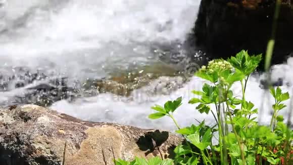 在溪流中流淌的水和植物视频的预览图