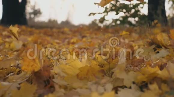 秋天林中黄枫叶落地的详细景色地面覆盖着干燥生动的树叶五彩缤纷视频的预览图