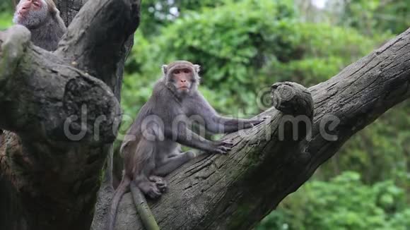 台湾山岩猕猴坐在树顶上在动物园吃东西视频的预览图
