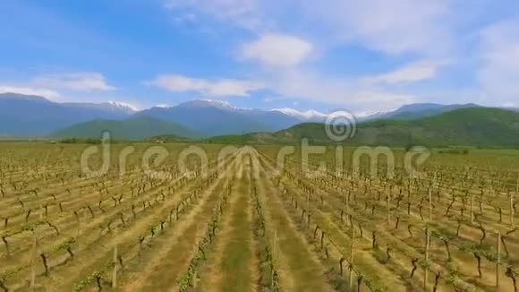阿拉扎尼河谷葡萄园格鲁吉亚酿酒传统出口货物视频的预览图