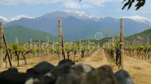 葡萄园排私人酿酒业务葡萄品种育种农作物视频的预览图