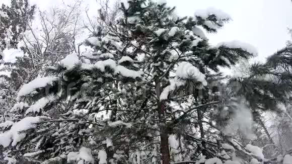 雪从杉树的树枝上落下美丽的慢动作从冬季云杉林视频的预览图