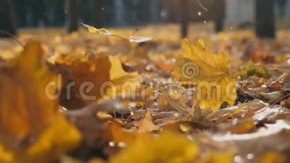 秋天公园黄枫叶落地的详细景观地面覆盖着干燥生动的树叶五彩缤纷视频的预览图