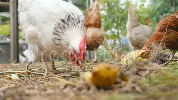 鸡在户外吃草慢动作视频的预览图