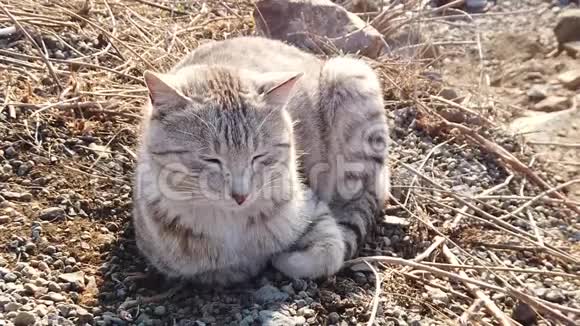 美丽的条纹猫坐在岩石海滩上视频的预览图