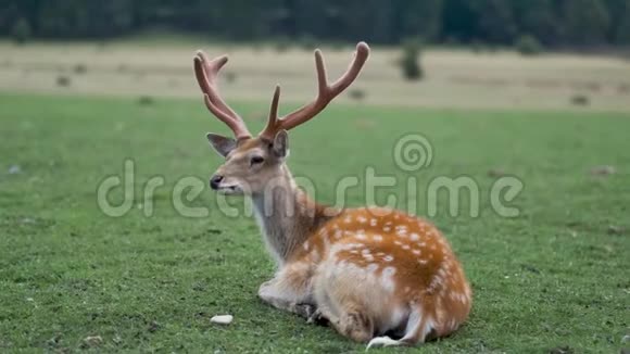 自然界中的斑点鹿鹿躺在地上视频的预览图