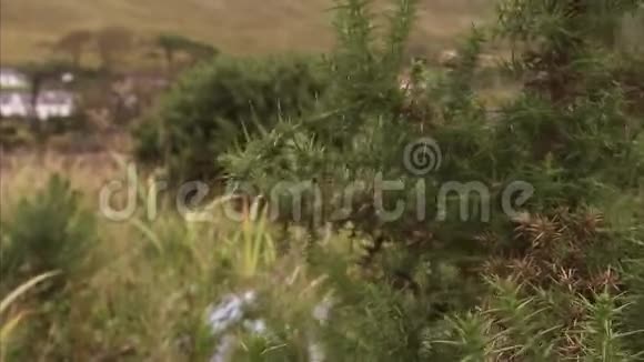 爱尔兰的一种被风吹走的植物视频的预览图